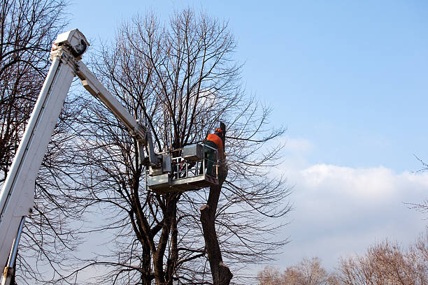 How Our Tree Care Process Works  in  Morehead, KY